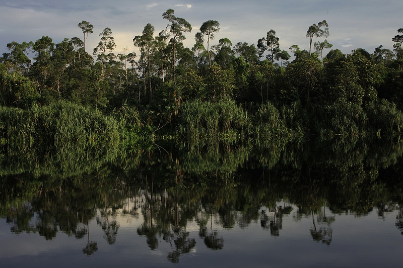 Peatland forest